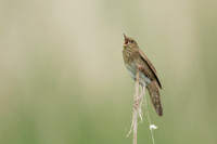 River Warbler, Ham Wall, June 2021
