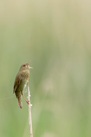 River Warbler, Ham Wall, June 2021