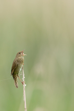 River Warbler, Ham Wall, June 2021