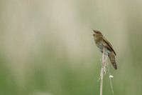 River Warbler, Ham Wall, June 2021