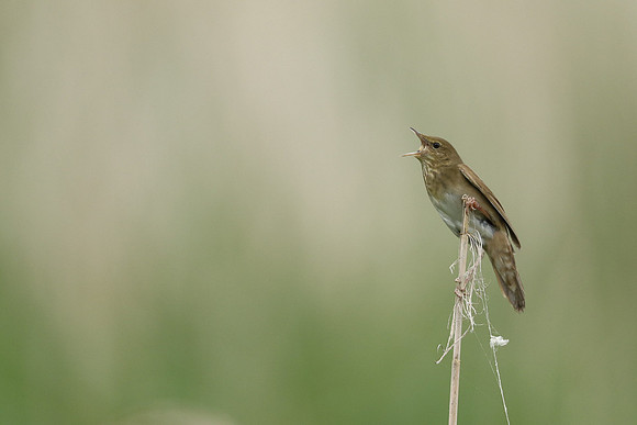 River Warbler, Ham Wall, June 2021