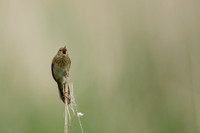 River Warbler, Ham Wall, June 2021