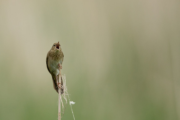 River Warbler, Ham Wall, June 2021