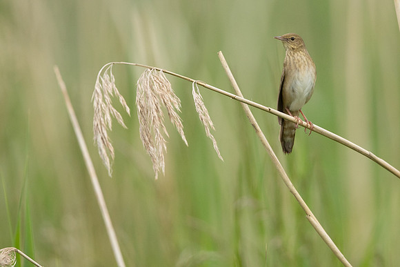 River Warbler, Ham Wall, June 2021