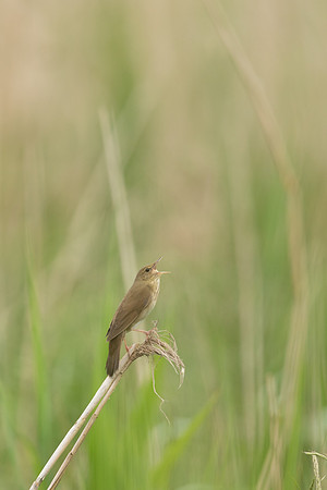 River Warbler, Ham Wall, June 2021