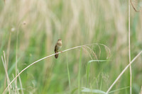River Warbler, Ham Wall, June 2021