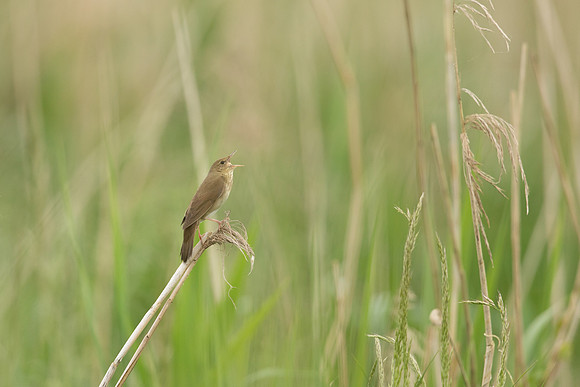River Warbler, Ham Wall, June 2021