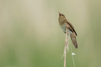 River Warbler, Ham Wall, June 2021