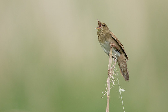River Warbler, Ham Wall, June 2021