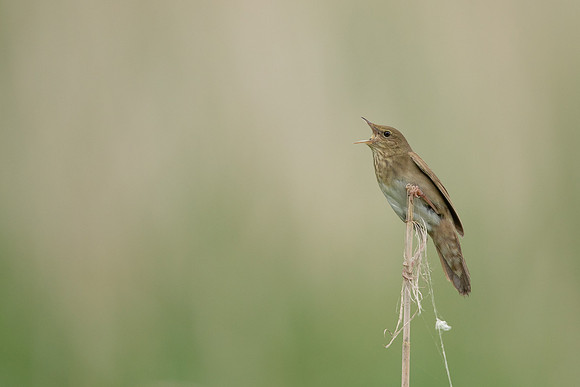 River Warbler, Ham Wall, June 2021