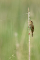River Warbler, Ham Wall, June 2021