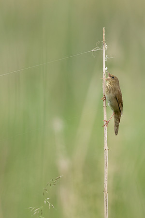 River Warbler, Ham Wall, June 2021