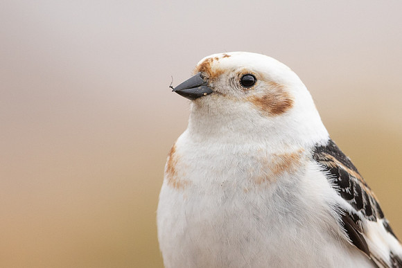Snow Bunting, Cairngorms, June 2021