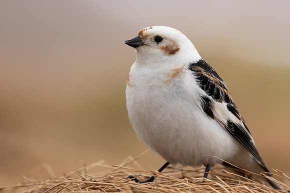 Snow Bunting, Cairngorms, June 2021