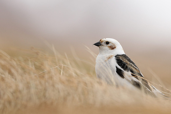 Snow Bunting, Cairngorms, June 2021