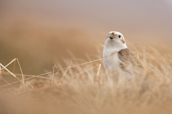 Snow Bunting, Cairngorms, June 2021.
