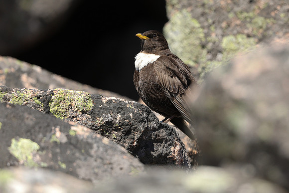 Ring Ouzel, Cairngorms, June 2021