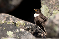 Ring Ouzel, Cairngorms, June 2021.