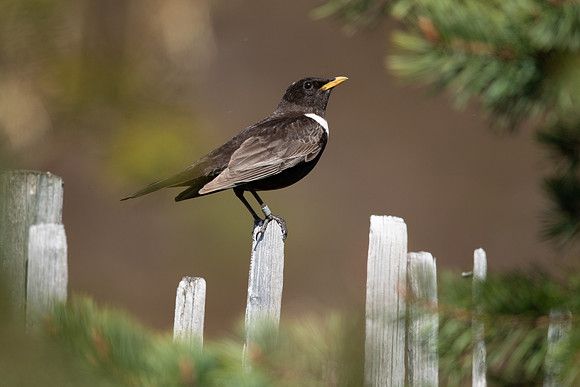 Ring Ouzel, Cairngorms, June 2021