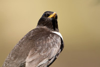 Ring Ouzel, Cairngorms, June 2021