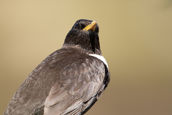 Ring Ouzel, Cairngorms, June 2021