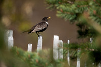 Ring Ouzel, Cairngorms, June 2021