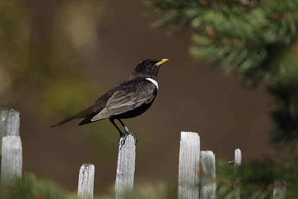 Ring Ouzel, Cairngorms, June 2021