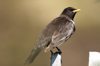 Ring Ouzel, Cairngorms, June 2021