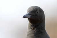 Black Guillemot, Oban, June 2021