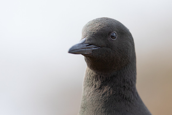 Black Guillemot, Oban, June 2021