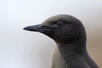 Black Guillemot, Oban, June 2021