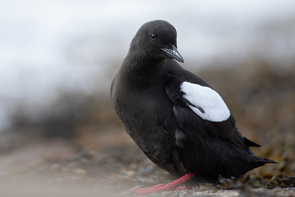 Black Guillemot, Oban, June 2021