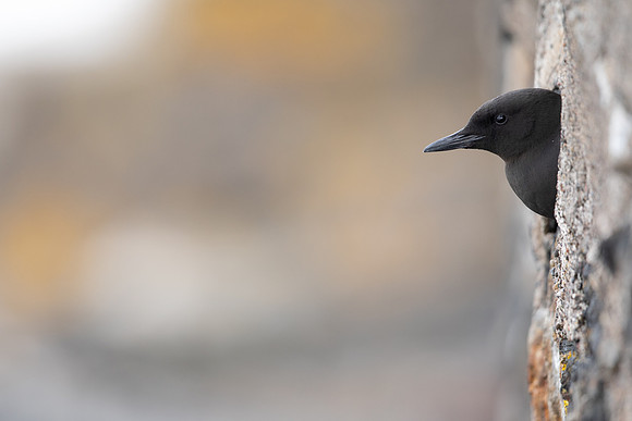 Black Guillemot, Oban, June 2021.
