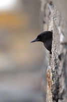 Black Guillemot, Oban, June 2021