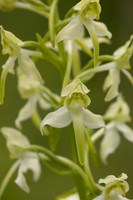 Greater Butterfly-orchid, Yockletts Bank, May 2024