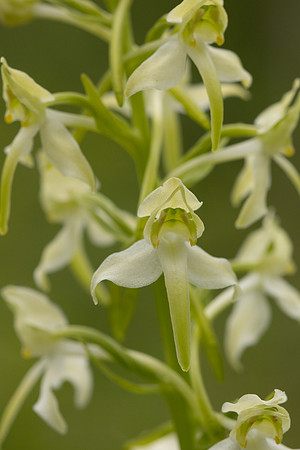 Greater Butterfly-orchid, Yockletts Bank, May 2024