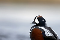 Harlequin Duck,  River Laxa, Iceland, May 2022