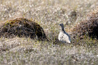 Willow Ptarmigan