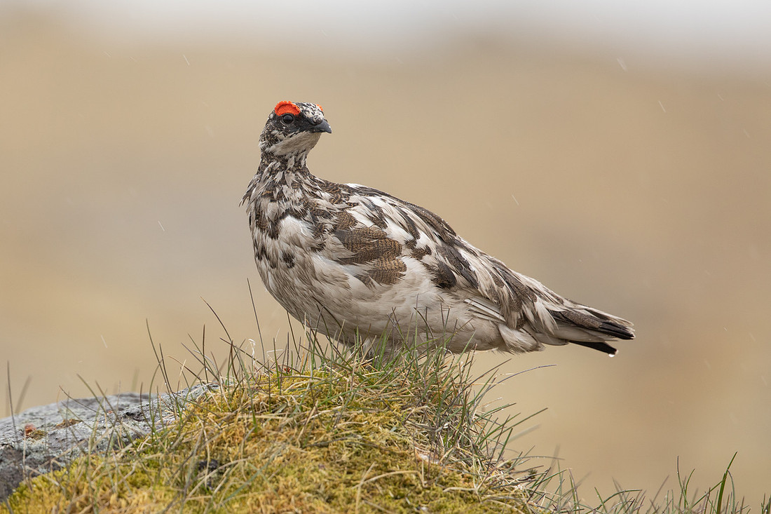 Ptarmigan, Raufarhofn, Iceland, June 2022