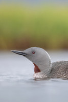 Red-throated Diver, Floi, Iceland, June 2022