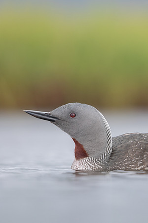 Red-throated Diver, Floi, Iceland, June 2022