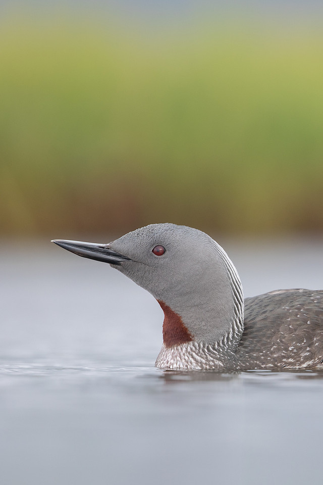 Red-throated Diver, Floi, Iceland, June 2022