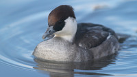 Smew (Female) Slimbridge, December 2014