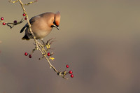 Waxwing, Rodbrough Common, January 2024