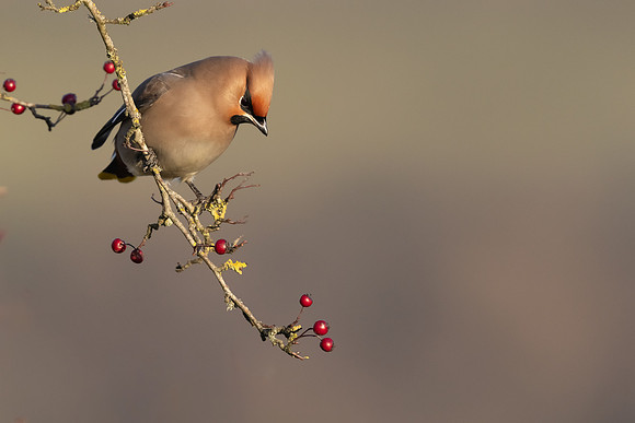 Waxwing, Rodbrough Common, January 2024