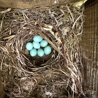 Pied Flycatcher, Forest of Dean, May 2025