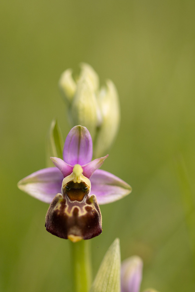Late Spider-orchid, Kent, May 2024