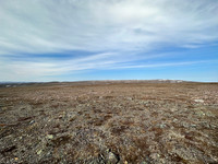 Long-tailed Skua nest, Batsjford, Norway, June 2023