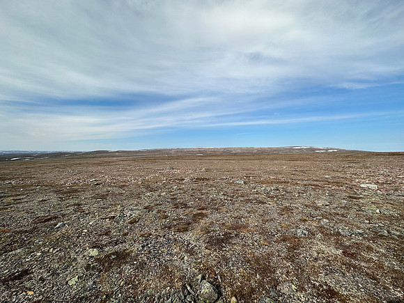 Long-tailed Skua nest, Batsjford, Norway, June 2023