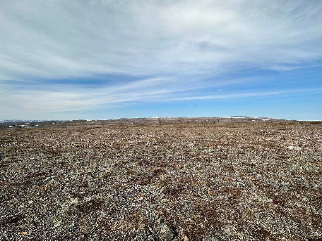 Long-tailed Skua nest, Batsjford, Norway, June 2023